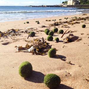 Green algal balls