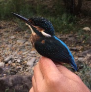 Kingfisher, Spain.