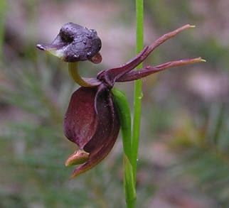 Close-up of a flying duck orchid (2006)